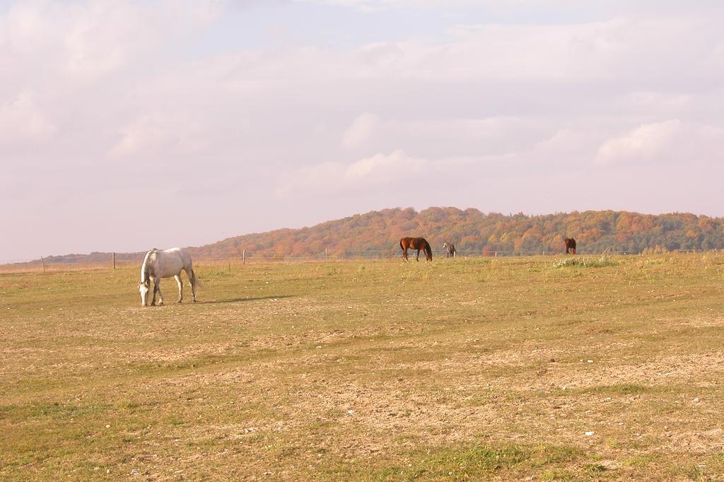 Stajnia Bialy Borek Biskupice Kocurów Esterno foto